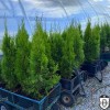 Thuja occidentalis 'Smaragd' - Harilik elupuu 'Smaragd' C5/5L